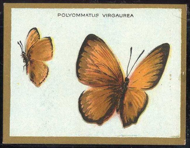 T48 Polyommatus Virgaurea.jpg